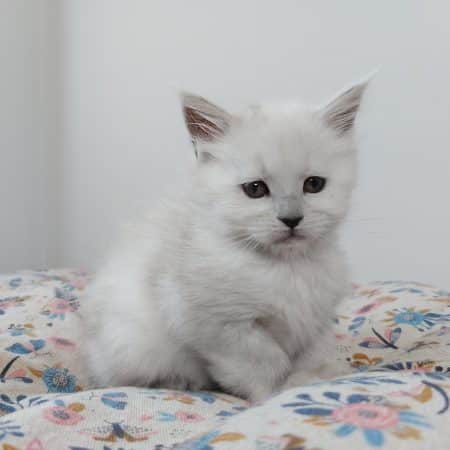 Image de la portée de chaton de l'élévage SHINY SNOW COONS