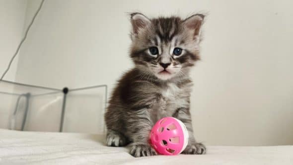 Image de la portée de chaton de l'élévage DEBETHUNE NOEMIE