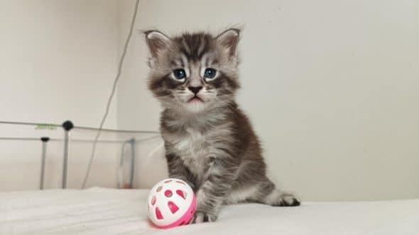 Image de la portée de chaton de l'élévage DEBETHUNE NOEMIE