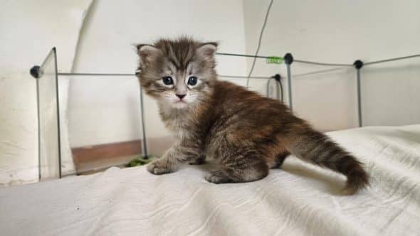 Image de la portée de chaton de l'élévage DEBETHUNE NOEMIE