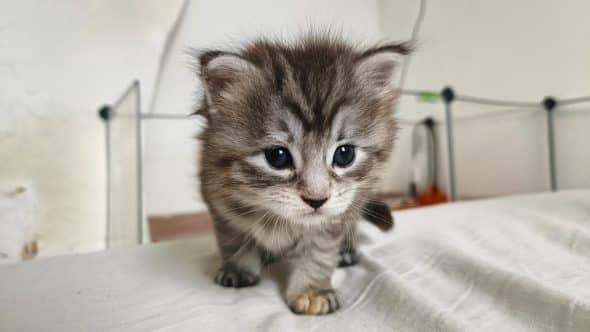 Image de la portée de chaton de l'élévage DEBETHUNE NOEMIE