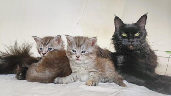 Image de la portée de chaton de l'élévage DEBETHUNE NOEMIE