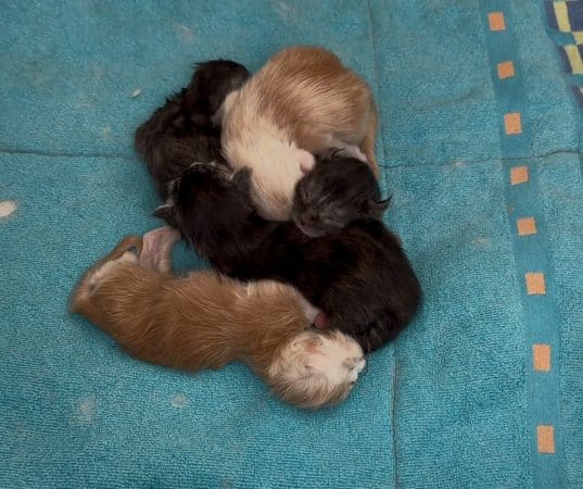 Image de la portée de chaton de l'élévage DES GRUGNY�S CATS