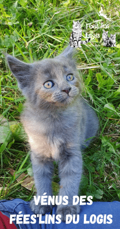 Image de la portée de chaton de l'élévage CHATTERIE LES FEES LINS DU LOGIS