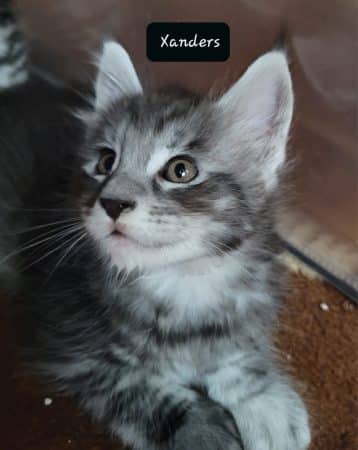 Image de la portée de chaton de l'élévage CHATTERIE DE CHAMFROY