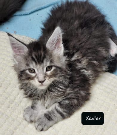 Image de la portée de chaton de l'élévage CHATTERIE DE CHAMFROY