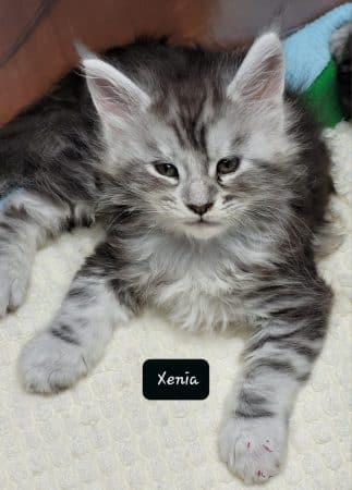 Image de la portée de chaton de l'élévage CHATTERIE DE CHAMFROY