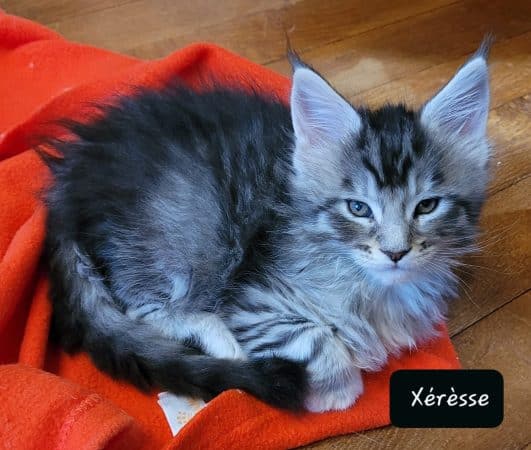 Image de la portée de chaton de l'élévage CHATTERIE DE CHAMFROY