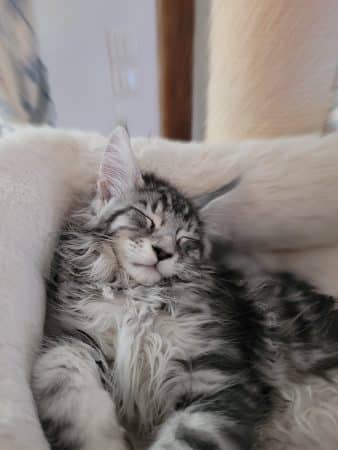 Image de la portée de chaton de l'élévage CHATTERIE DE CHAMFROY