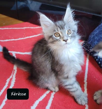 Image de la portée de chaton de l'élévage CHATTERIE DE CHAMFROY