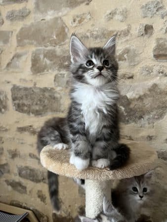 Image de la portée de chaton de l'élévage DE LA LIGNEE D ASHERA