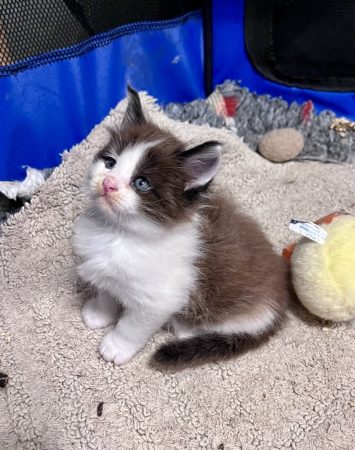 Image de la portée de chaton de l'élévage DES ANGES DE ROQUELANCE