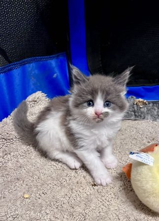 Image de la portée de chaton de l'élévage DES ANGES DE ROQUELANCE