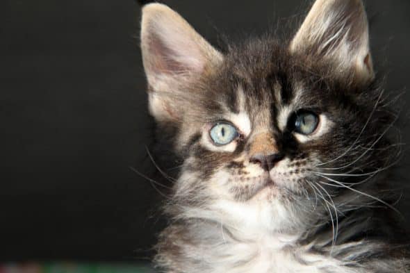 Image de la portée de chaton de l'élévage DU POULIT CAT