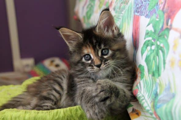 Image de la portée de chaton de l'élévage DU POULIT CAT