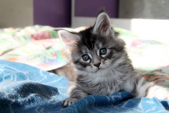 Image de la portée de chaton de l'élévage DU POULIT CAT