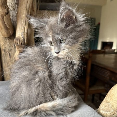 Image de la portée de chaton de l'élévage MONTEZUMA BAY