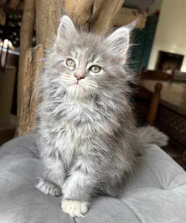 Image de la portée de chaton de l'élévage MONTEZUMA BAY