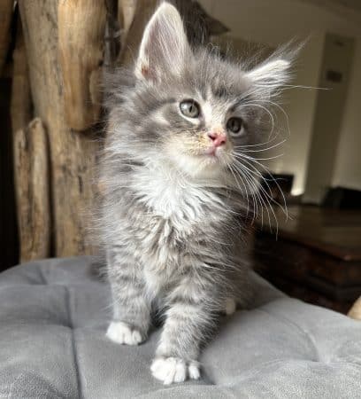 Image de la portée de chaton de l'élévage MONTEZUMA BAY