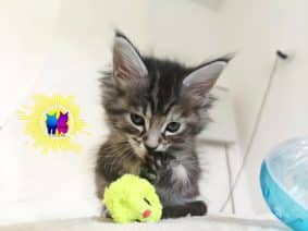 Chatons de race Maine coon à vendre chez l'éleveur DEBETHUNE NOEMIE