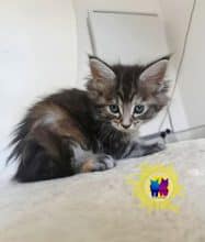 Chatons de race Maine coon à vendre chez l'éleveur DEBETHUNE NOEMIE