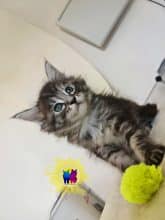 Chatons de race Maine coon à vendre chez l'éleveur DEBETHUNE NOEMIE