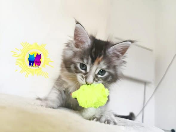 Image de la portée de chaton de l'élévage DEBETHUNE NOEMIE