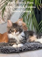 Chatons de race Maine coon à vendre chez l'éleveur EARL CRACKERS