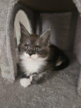 Chatons de race Maine coon à vendre chez l'éleveur SACRISTAN CELINE