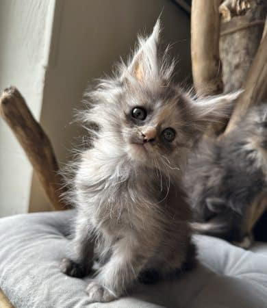 Image de la portée de chaton de l'élévage MONTEZUMA BAY