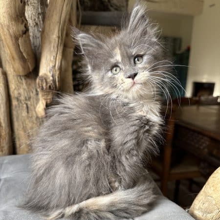 Image de la portée de chaton de l'élévage MONTEZUMA BAY