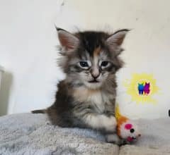 Chatons de race Maine coon à vendre chez l'éleveur DEBETHUNE NOEMIE