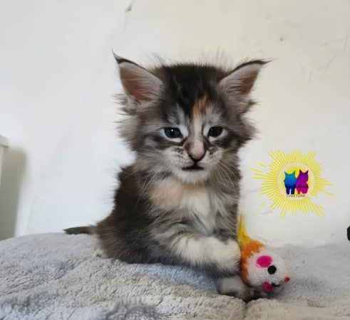 Image de la portée de chaton de l'élévage DEBETHUNE NOEMIE