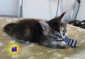 Chatons de race Maine coon à vendre chez l'éleveur DEBETHUNE NOEMIE