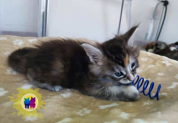 Image de la portée de chaton de l'élévage DEBETHUNE NOEMIE