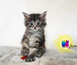 Chatons de race Maine coon à vendre chez l'éleveur DEBETHUNE NOEMIE