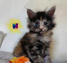 Chatons de race Maine coon à vendre chez l'éleveur DEBETHUNE NOEMIE