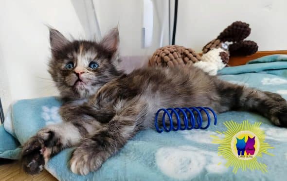 Image de la portée de chaton de l'élévage DEBETHUNE NOEMIE