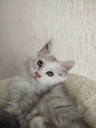 Image de la portée de chaton de l'élévage BONNIGAL AURELIE