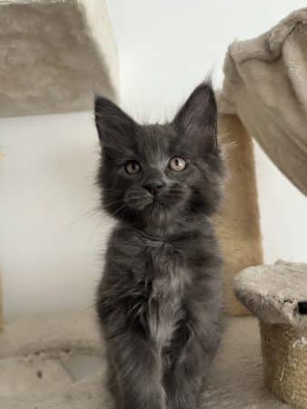 Image de la portée de chaton de l'élévage LE SONGE DES COONS