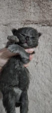 Image de la portée de chaton de l'élévage CHATTERIE DE SAM TI COON