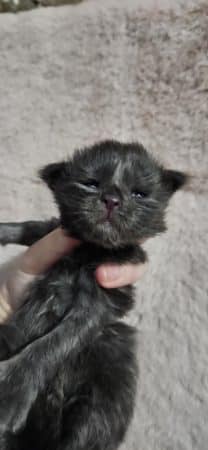 Image de la portée de chaton de l'élévage CHATTERIE DE SAM TI COON