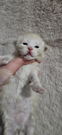 Image de la portée de chaton de l'élévage CHATTERIE DE SAM TI COON