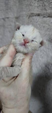 Image de la portée de chaton de l'élévage CHATTERIE DE SAM TI COON