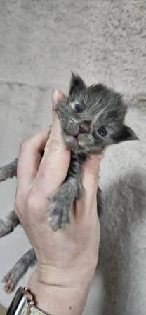 Image de la portée de chaton de l'élévage CHATTERIE DE SAM TI COON