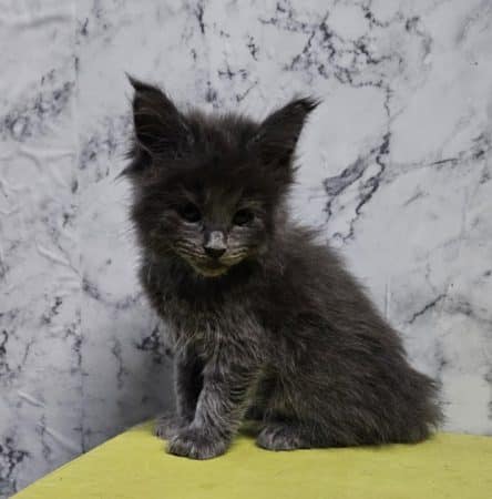 Image de la portée de chaton de l'élévage CHATTERIE DE SAM TI COON