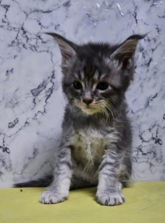 Image de la portée de chaton de l'élévage CHATTERIE DE SAM TI COON