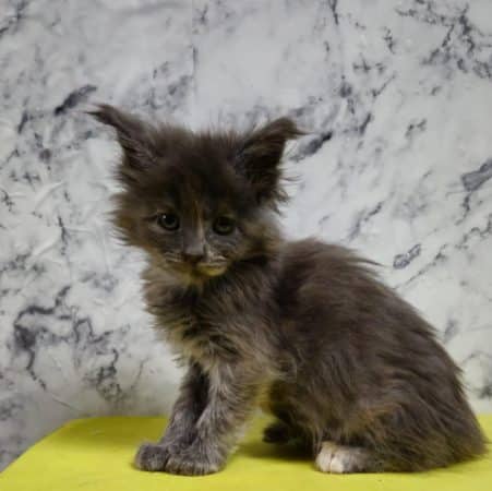 Image de la portée de chaton de l'élévage CHATTERIE DE SAM TI COON