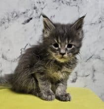 Chatons de race Maine coon à vendre chez l'éleveur CHATTERIE DE SAM TI COON