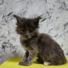 Chatons de race Maine coon à vendre chez l'éleveur CHATTERIE DE SAM TI COON